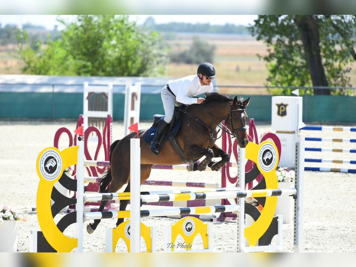 Ungarisches Sportpferd Stute 9 Jahre 168 cm Dunkelbrauner in Miskolc