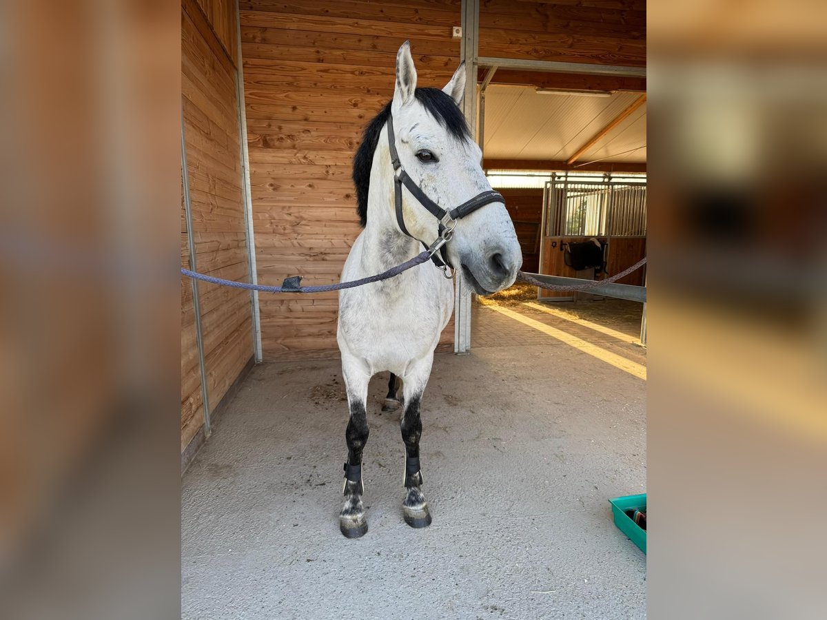 Ungarisches Sportpferd Wallach 10 Jahre 142 cm Apfelschimmel in Breisach am Rhein