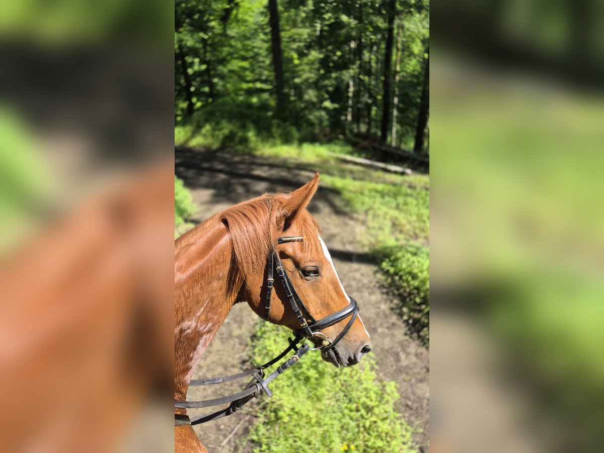 Ungarisches Sportpferd Wallach 10 Jahre 160 cm Fuchs in Aspang