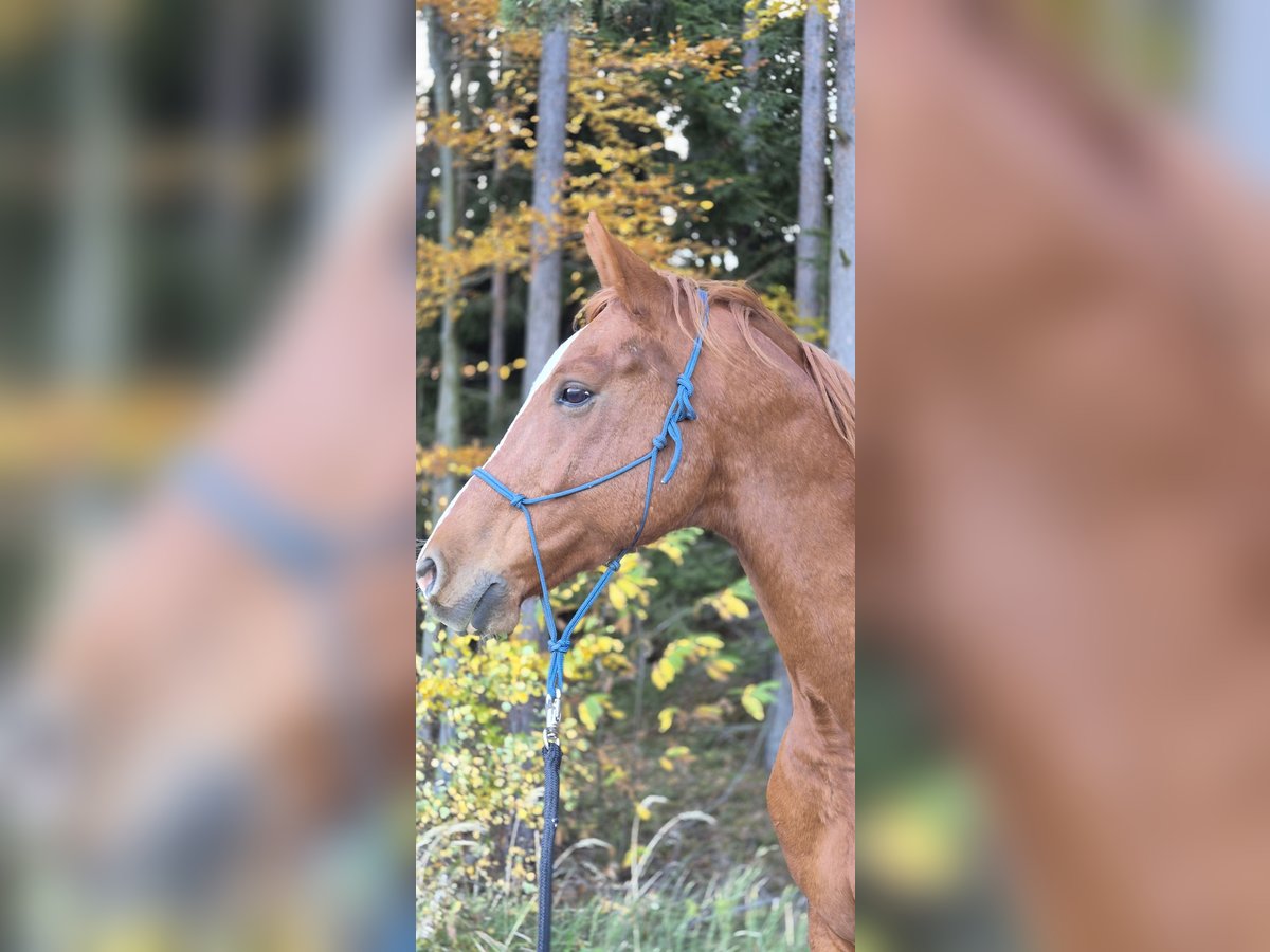 Ungarisches Sportpferd Mix Wallach 10 Jahre 160 cm Fuchs in Aspang am We
