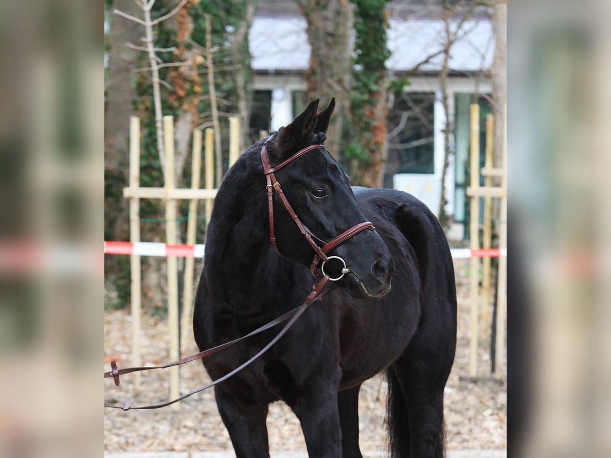 Ungarisches Sportpferd Wallach 10 Jahre 160 cm Schwarzbrauner in Neuestadt