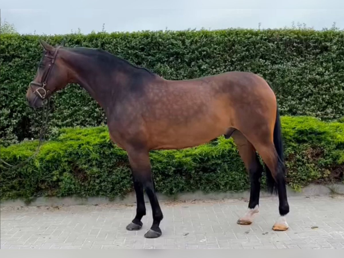 Ungarisches Sportpferd Wallach 10 Jahre 165 cm Rotbrauner in Mór