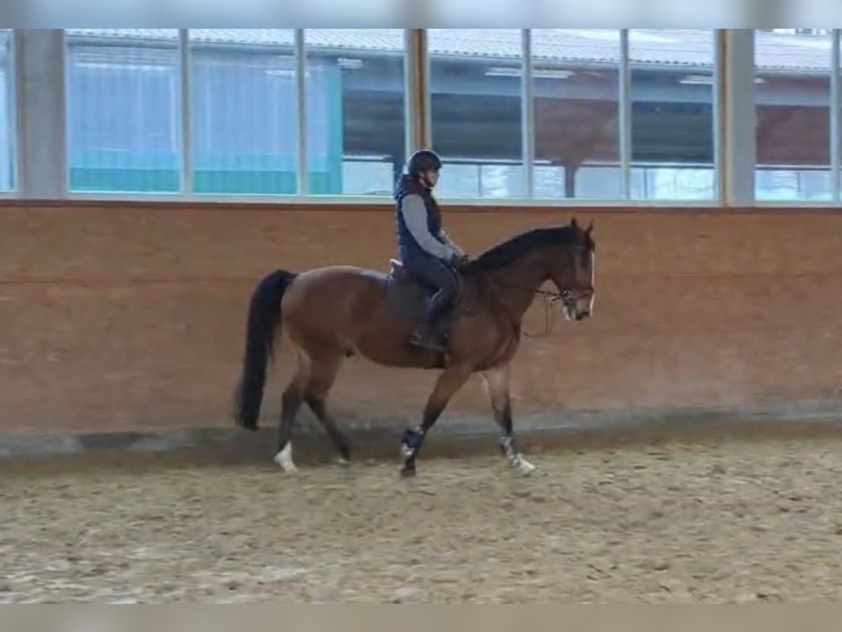 Ungarisches Sportpferd Wallach 10 Jahre 168 cm Brauner in Isterberg