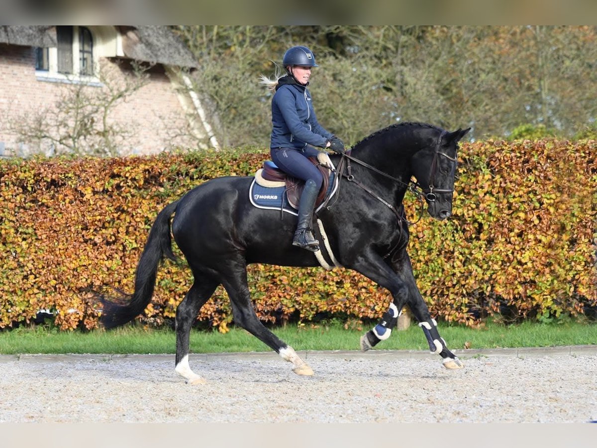 Ungarisches Sportpferd Wallach 10 Jahre 174 cm Rappe in Wiener Neustadt