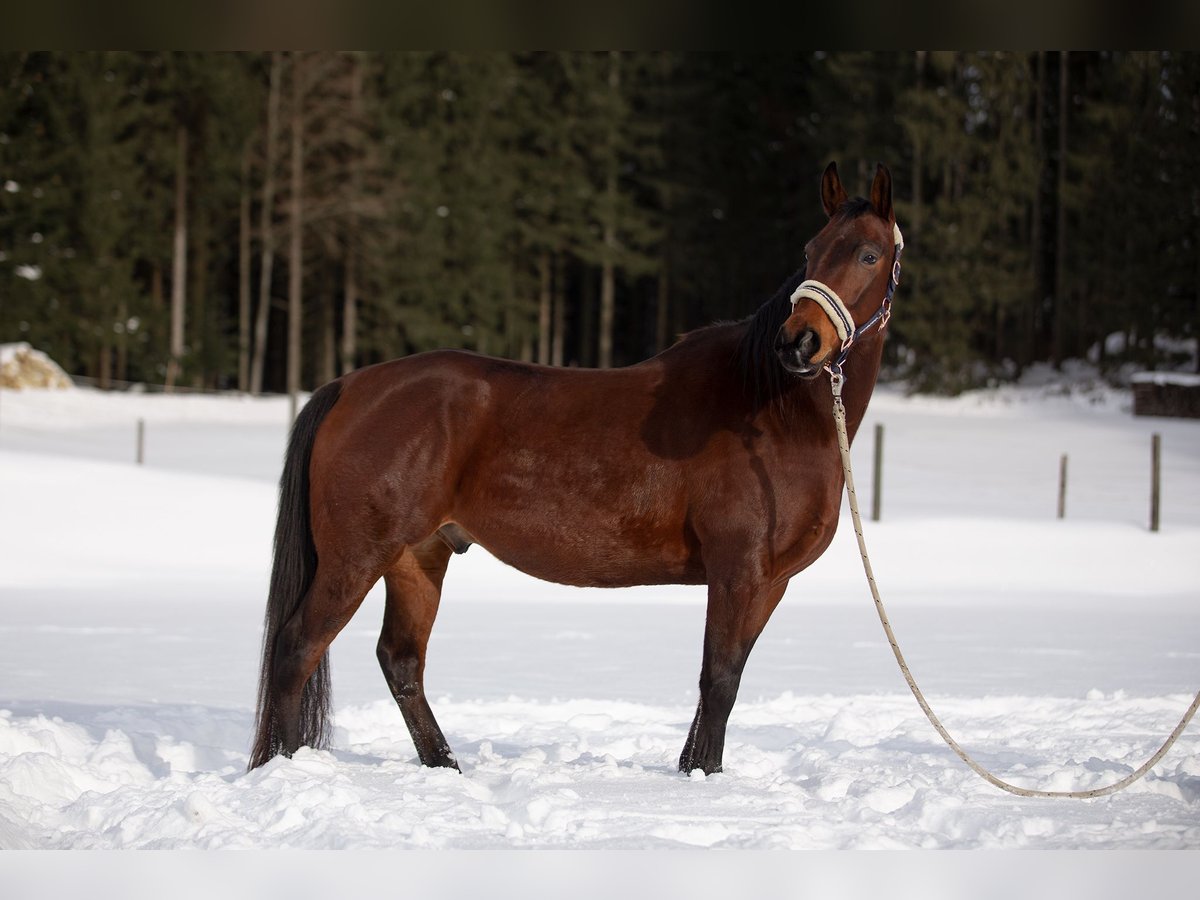 Ungarisches Sportpferd Wallach 11 Jahre 160 cm Brauner in Altmelon