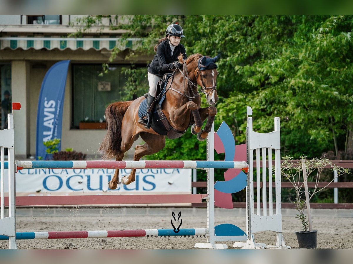 Ungarisches Sportpferd Wallach 11 Jahre 165 cm Dunkelfuchs in Chiajna