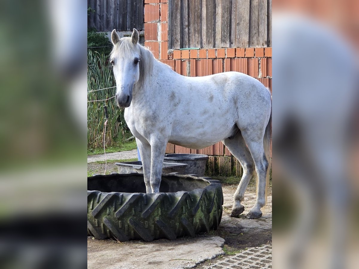Ungarisches Sportpferd Mix Wallach 12 Jahre 142 cm Apfelschimmel in Mengkofen