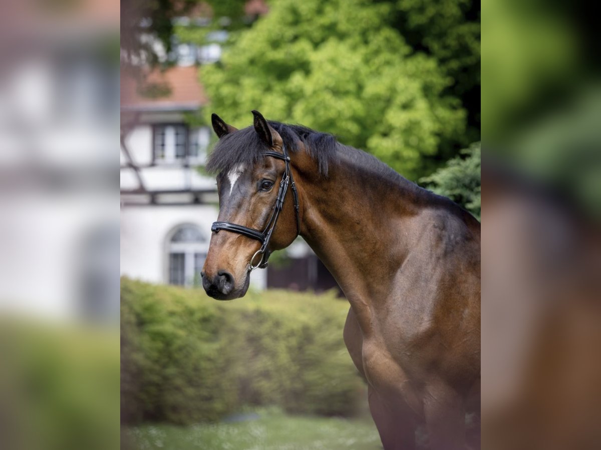 Ungarisches Sportpferd Wallach 12 Jahre 166 cm Rotbrauner in Wa&#x142;brzych