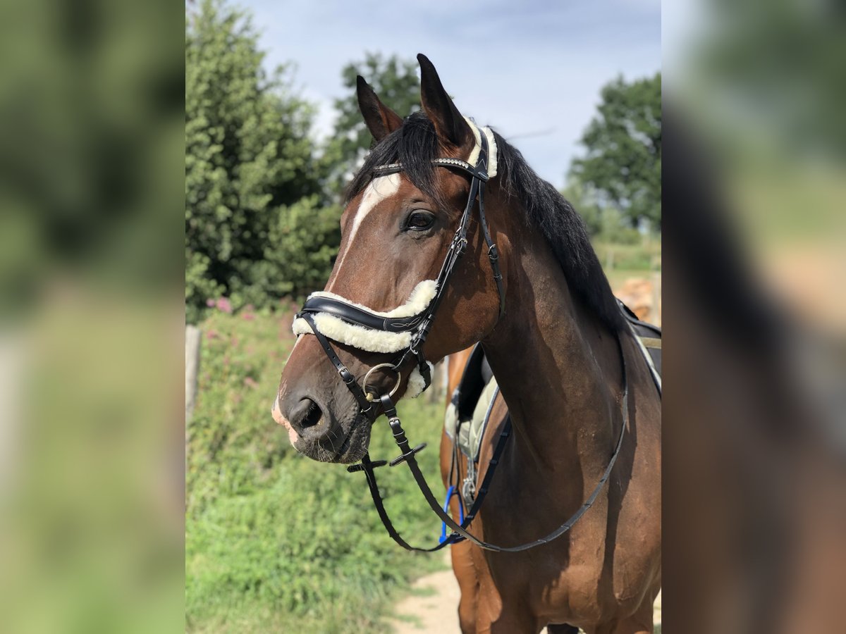 Ungarisches Sportpferd Wallach 12 Jahre 185 cm Brauner in TrainTrain