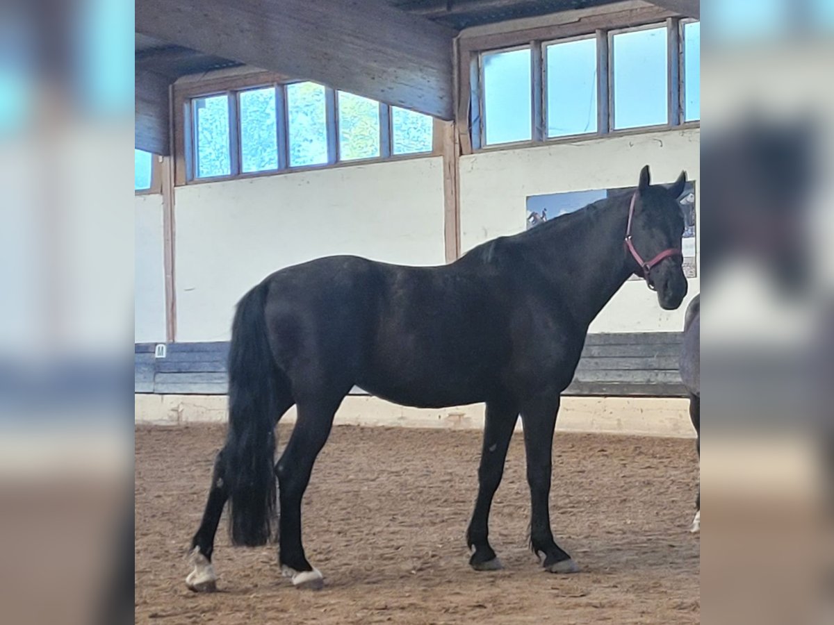 Ungarisches Sportpferd Wallach 13 Jahre 168 cm Rappe in Göttingen