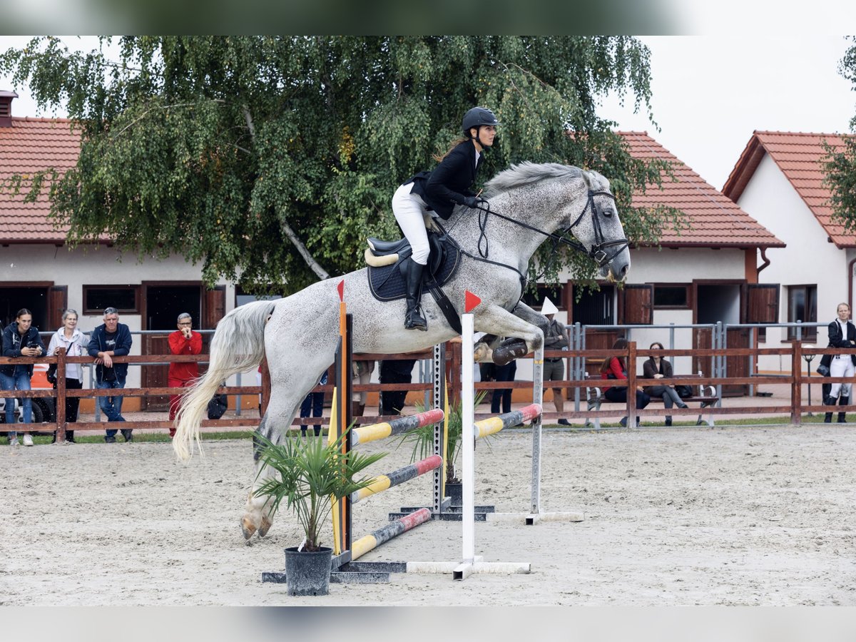 Ungarisches Sportpferd Wallach 13 Jahre 177 cm Schimmel in Győrújbarát
