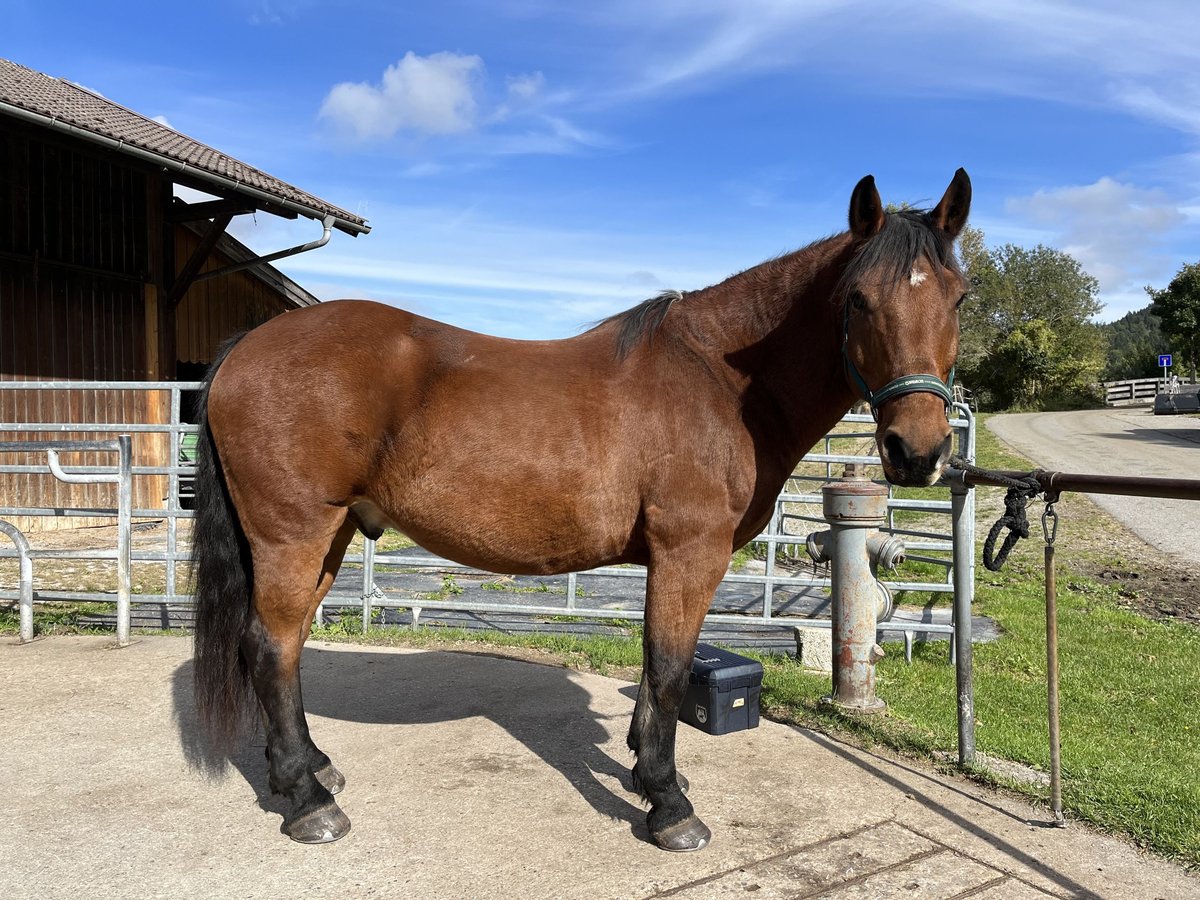 Ungarisches Sportpferd Mix Wallach 15 Jahre 163 cm Brauner in Passau