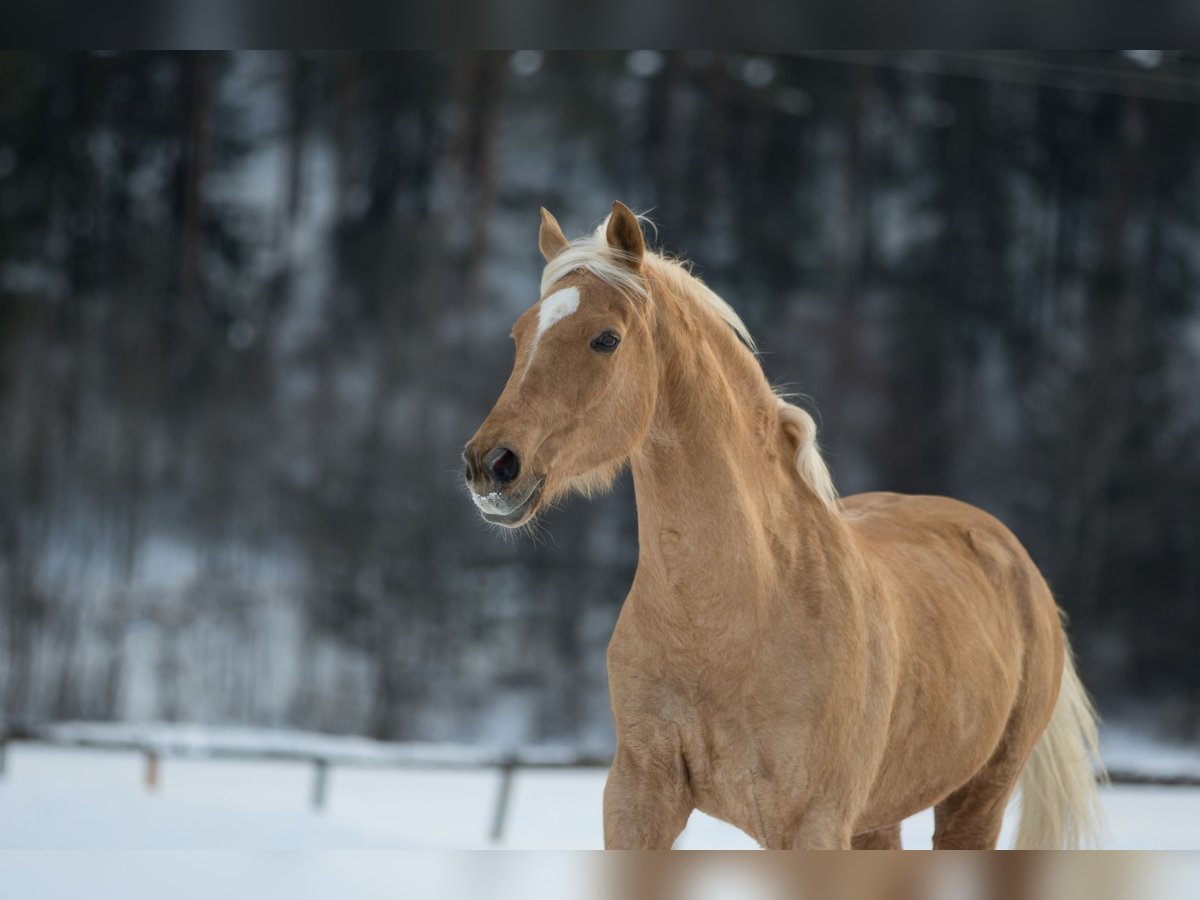 Ungarisches Sportpferd Mix Wallach 19 Jahre 168 cm Palomino in Amlach