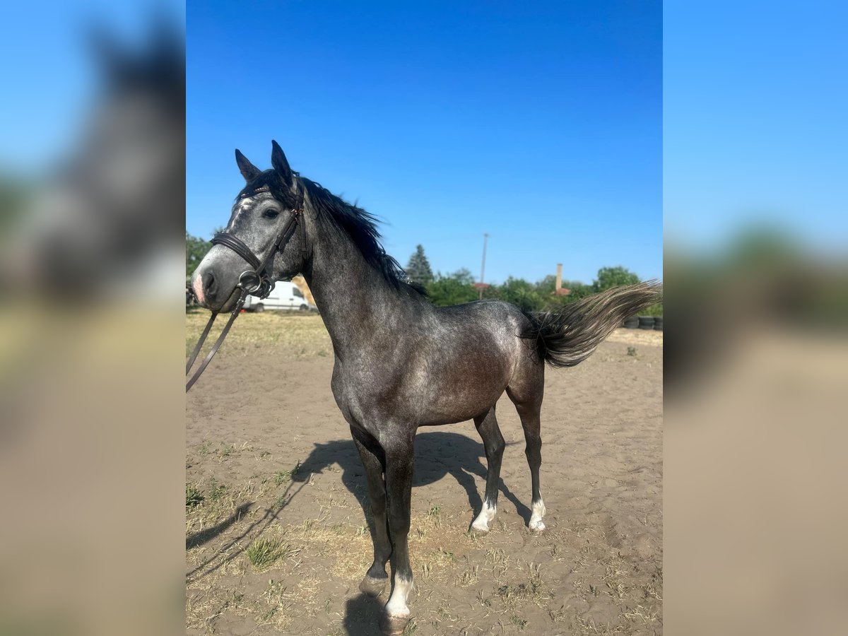 Ungarisches Sportpferd Wallach 3 Jahre 165 cm Schimmel in Szolnok
