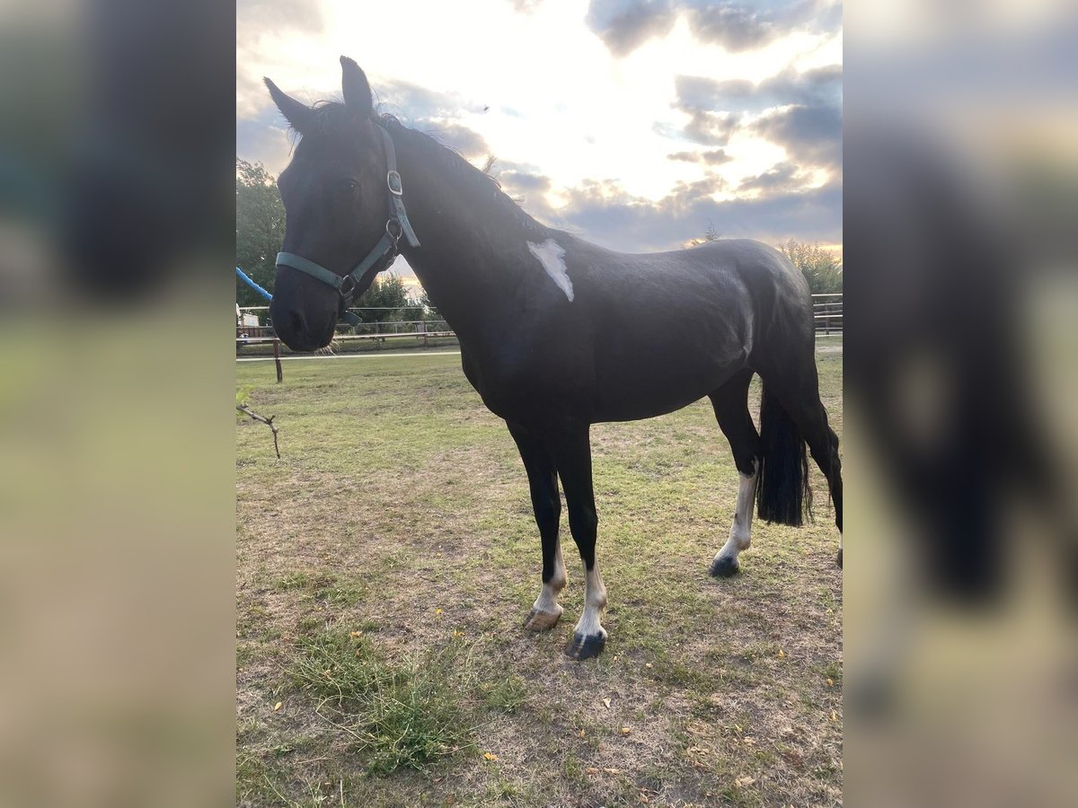 Ungarisches Sportpferd Wallach 4 Jahre 130 cm Rappe in Tass