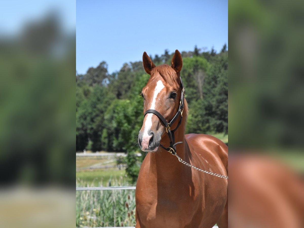 Ungarisches Sportpferd, Wallach in Arnstorf
