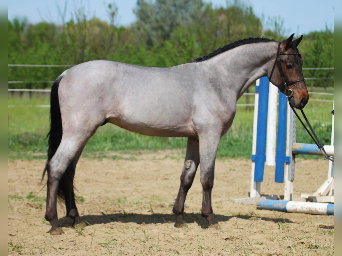 Ungarisches Sportpferd Wallach 4 Jahre 160 cm Schimmel in Békésszentandrás