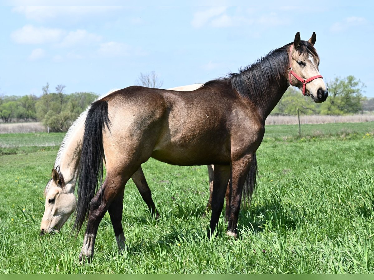 Ungarisches Sportpferd Wallach 4 Jahre 162 cm Buckskin in Marcali