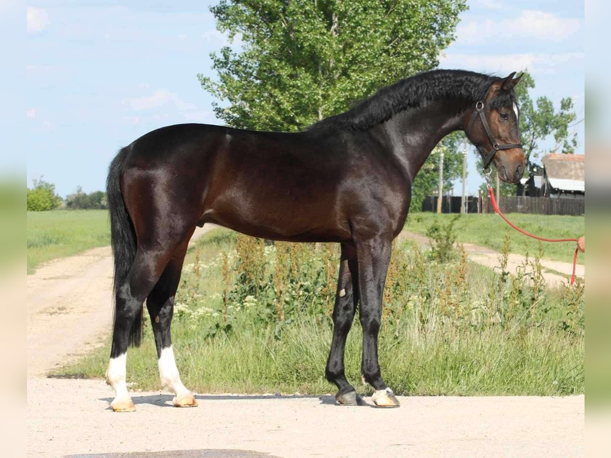 Ungarisches Sportpferd Wallach 4 Jahre 163 cm Schwarzbrauner in Heroldstatt