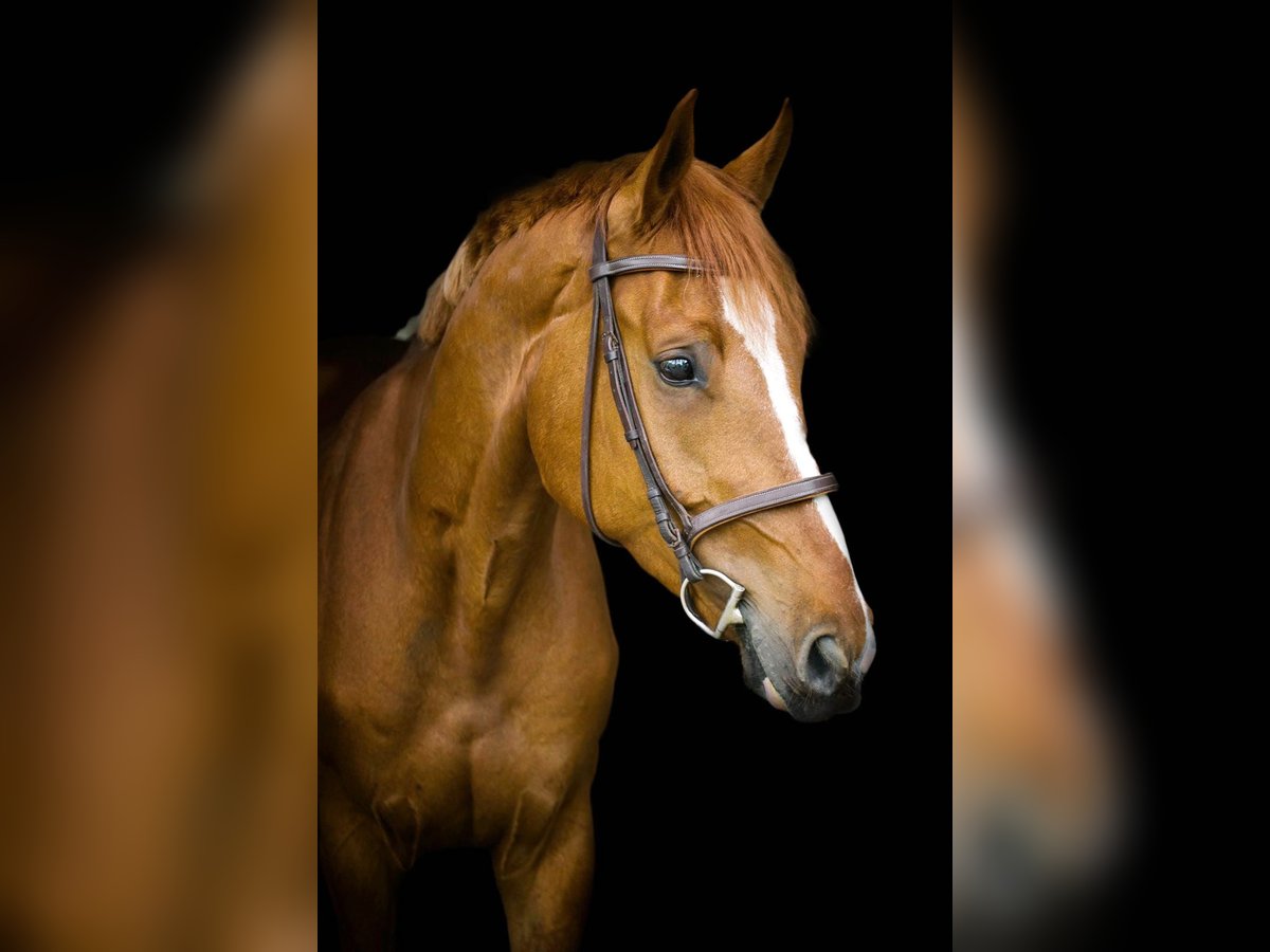 Ungarisches Sportpferd Wallach 4 Jahre 167 cm Dunkelfuchs in Makó