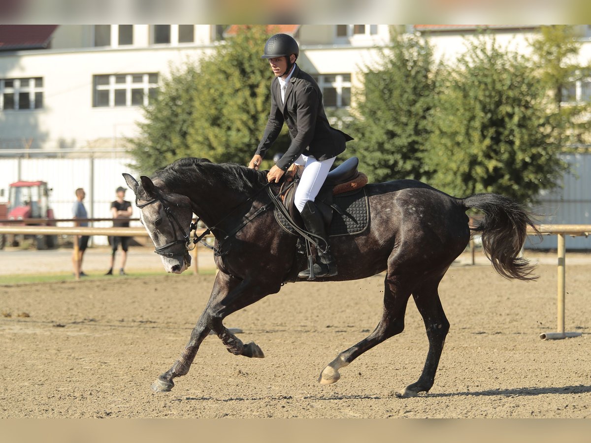 Ungarisches Sportpferd Wallach 4 Jahre 177 cm in Kecskem&#xE9;t
