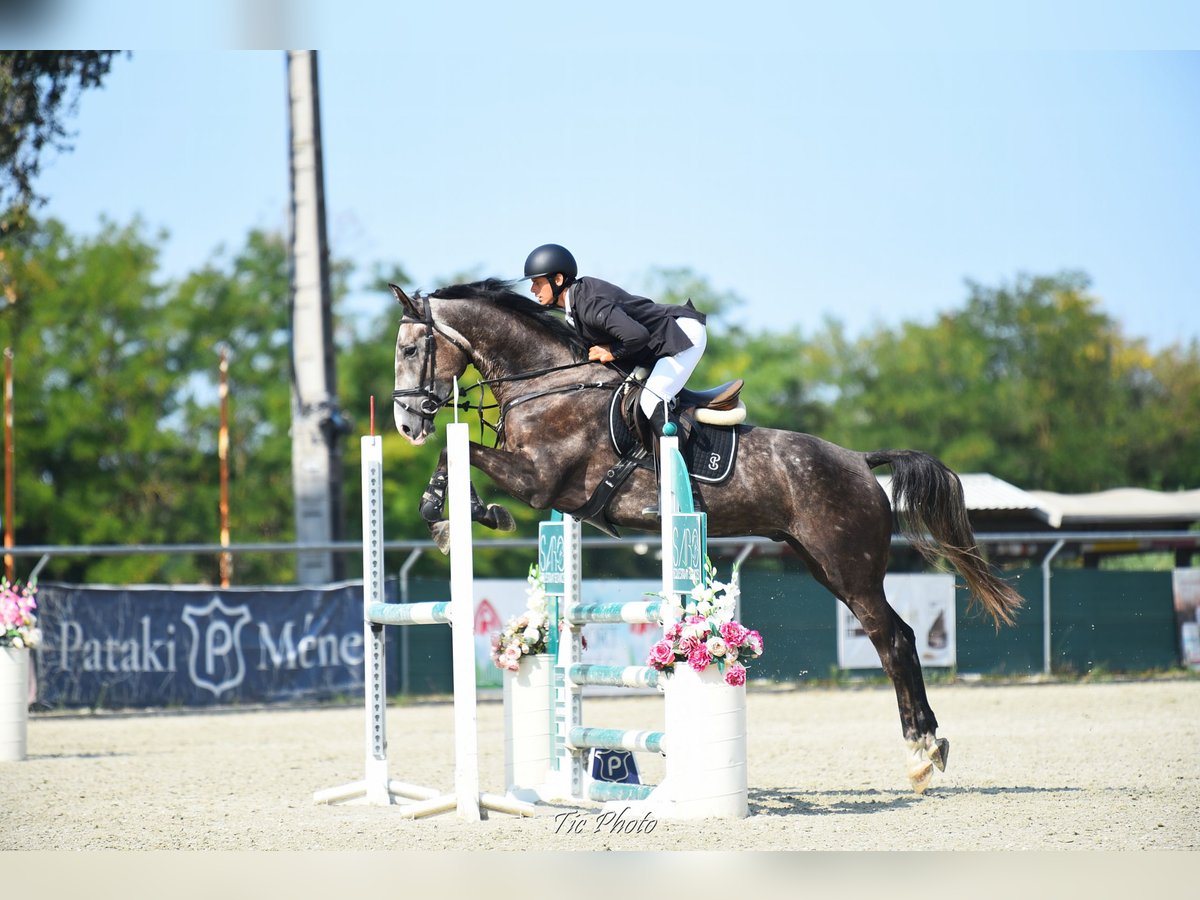 Ungarisches Sportpferd Wallach 4 Jahre 177 cm in Szatymaz