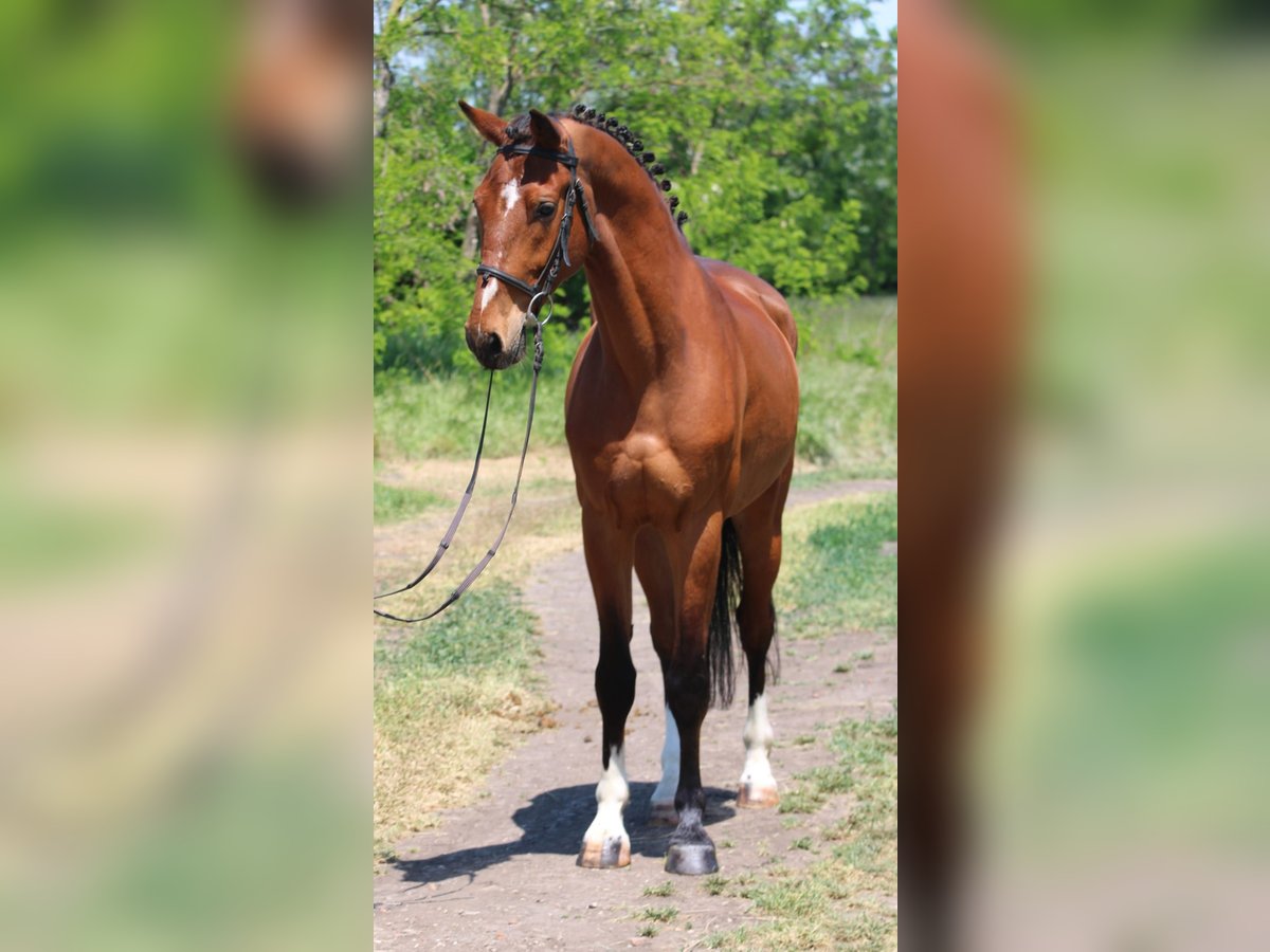 Ungarisches Sportpferd Wallach 5 Jahre 155 cm Brauner in Gyula