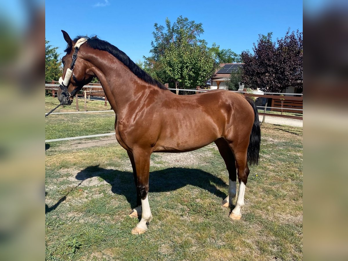 Ungarisches Sportpferd Mix Wallach 5 Jahre 160 cm Rotbrauner in Tass