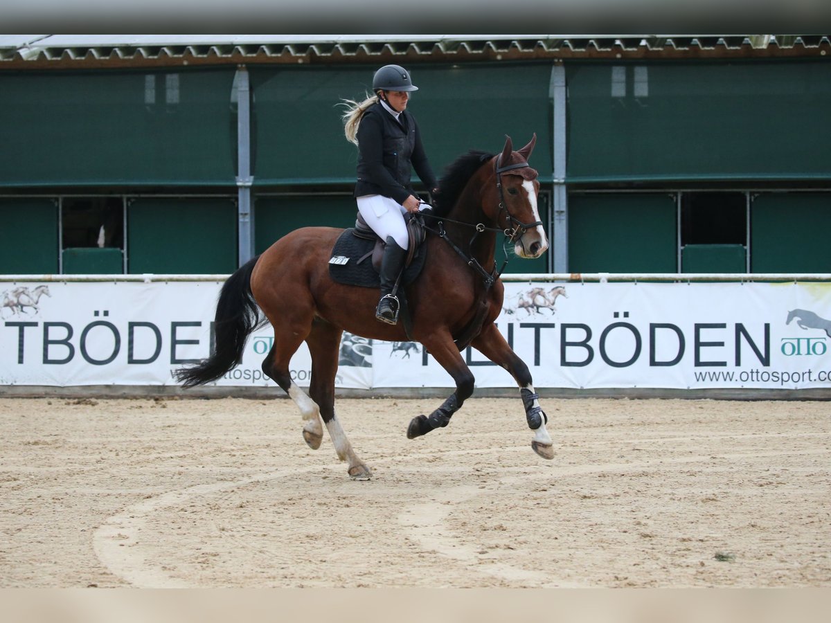 Ungarisches Sportpferd Wallach 5 Jahre 162 cm Dunkelbrauner in Rosenheim