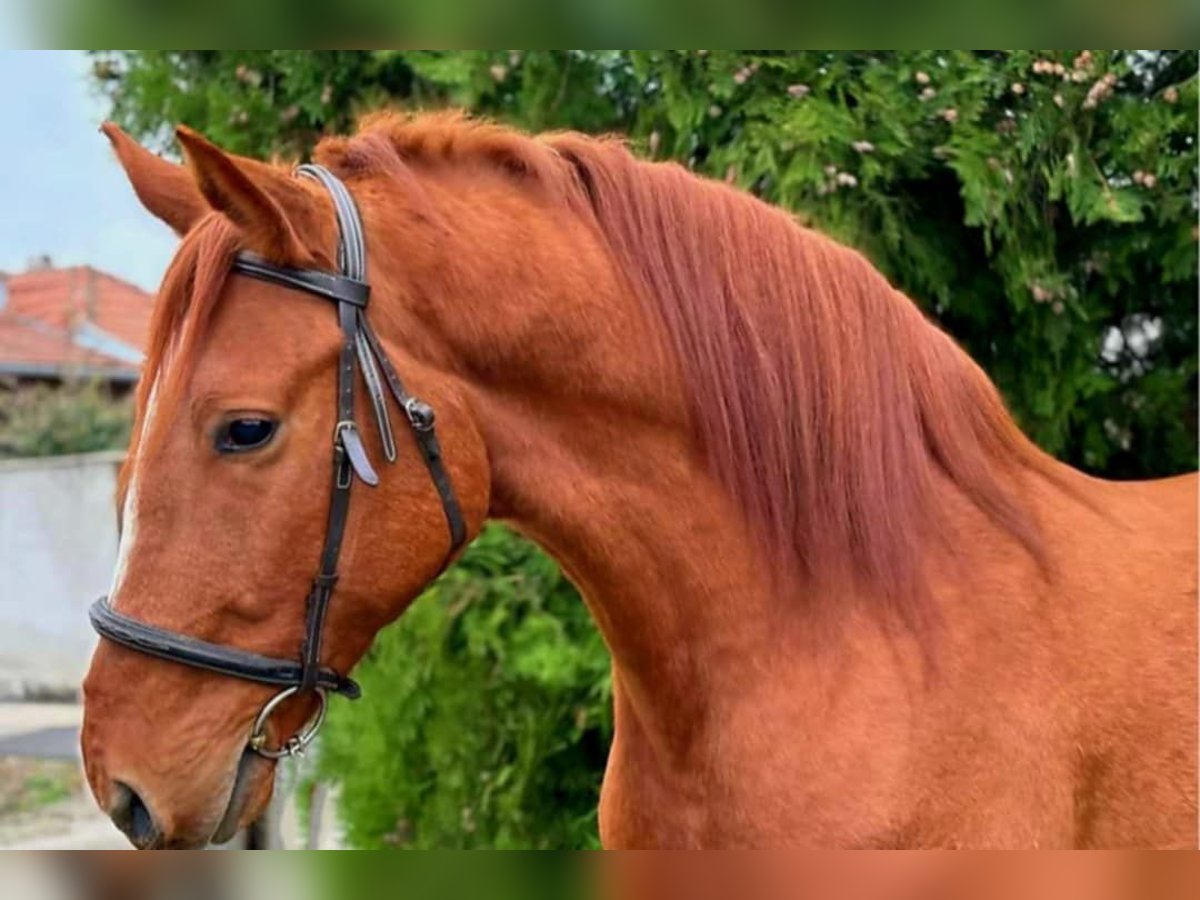 Ungarisches Sportpferd Wallach 5 Jahre Fuchs in k&#xF6;r&#xF6;sladany