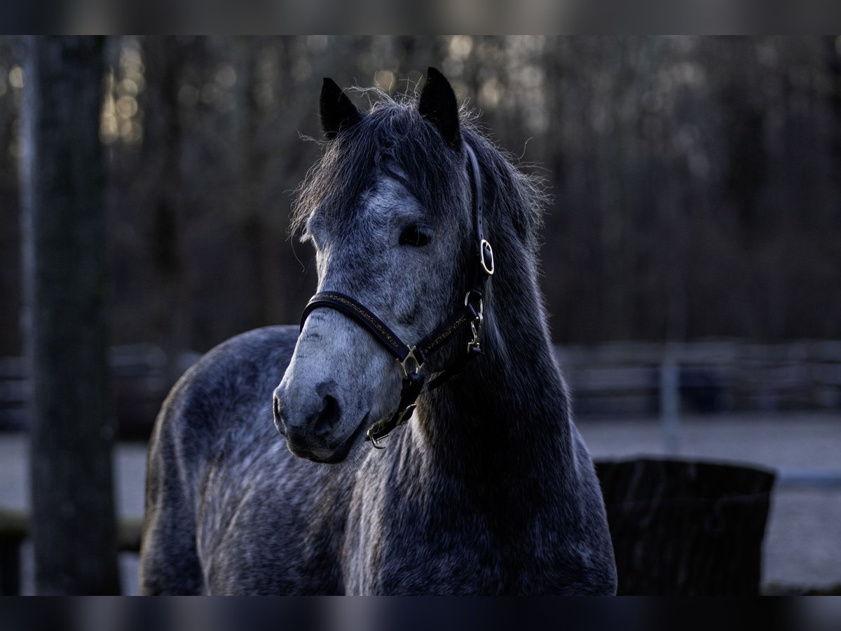 Ungarisches Sportpferd Wallach 6 Jahre 148 cm Schimmel in Pfaffen-Schwabenheim