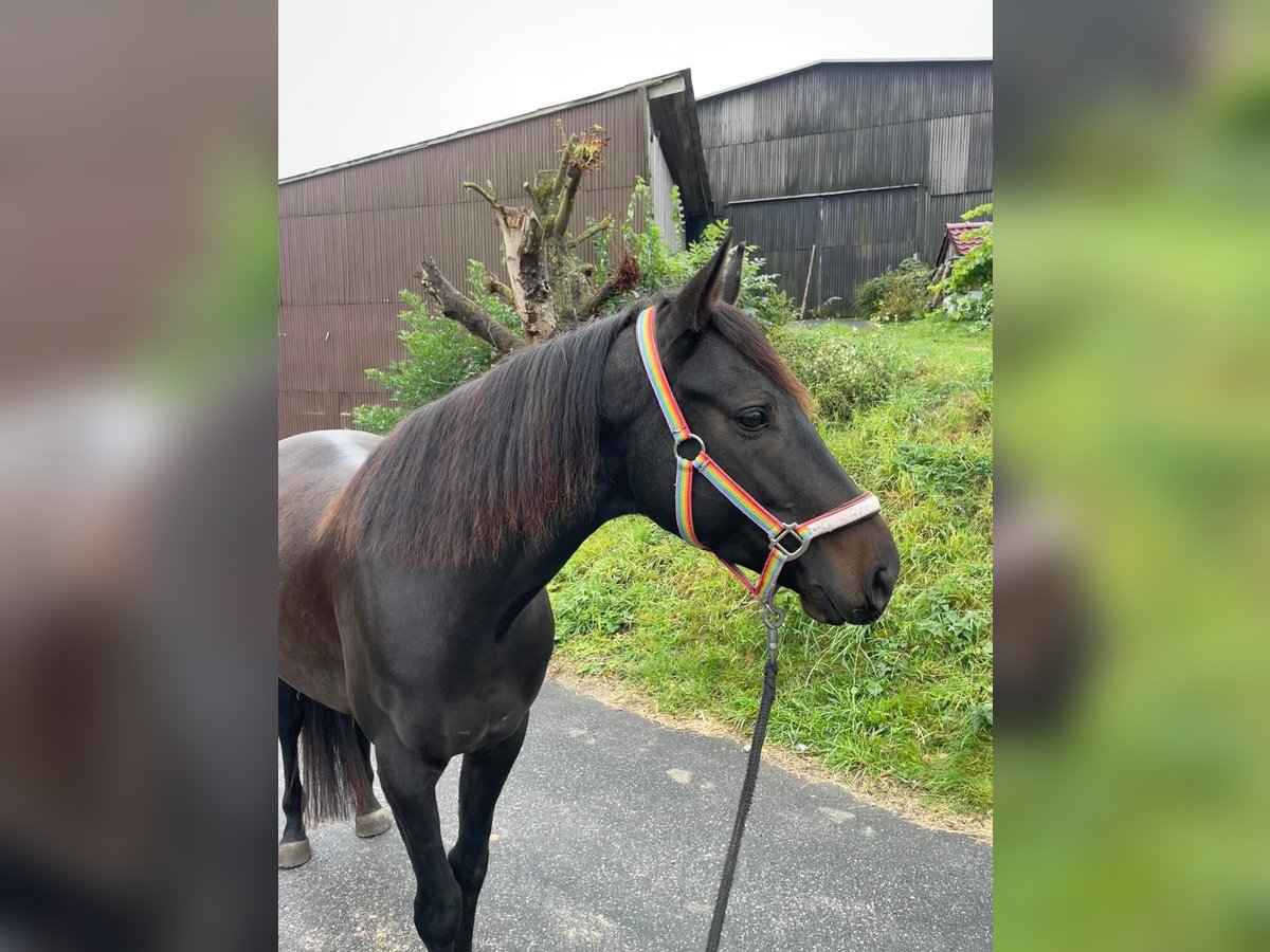 Ungarisches Sportpferd Wallach 6 Jahre 150 cm Rappe in Tr&#xF6;stau