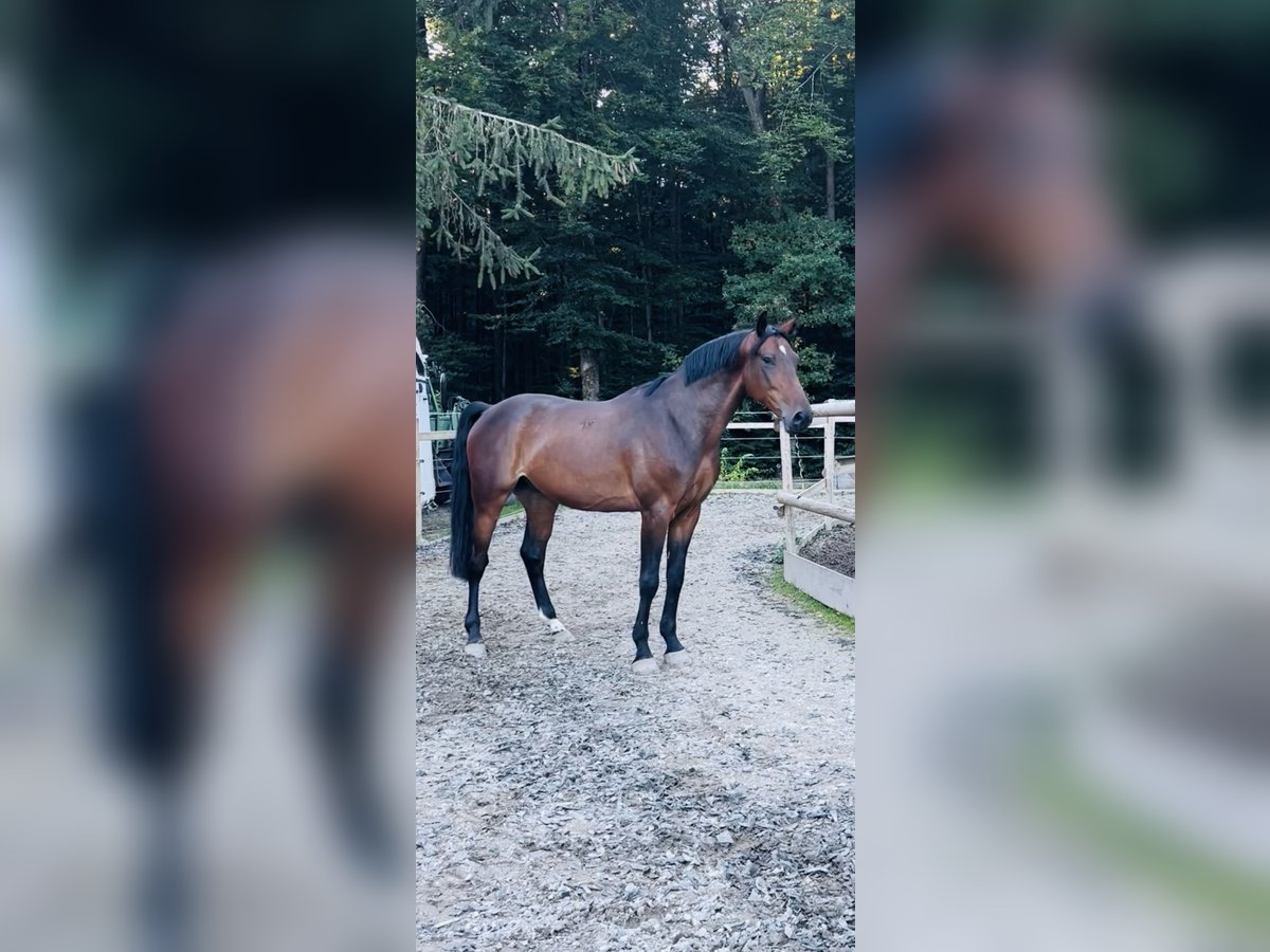 Ungarisches Sportpferd Wallach 6 Jahre 165 cm Dunkelbrauner in Pittenhart