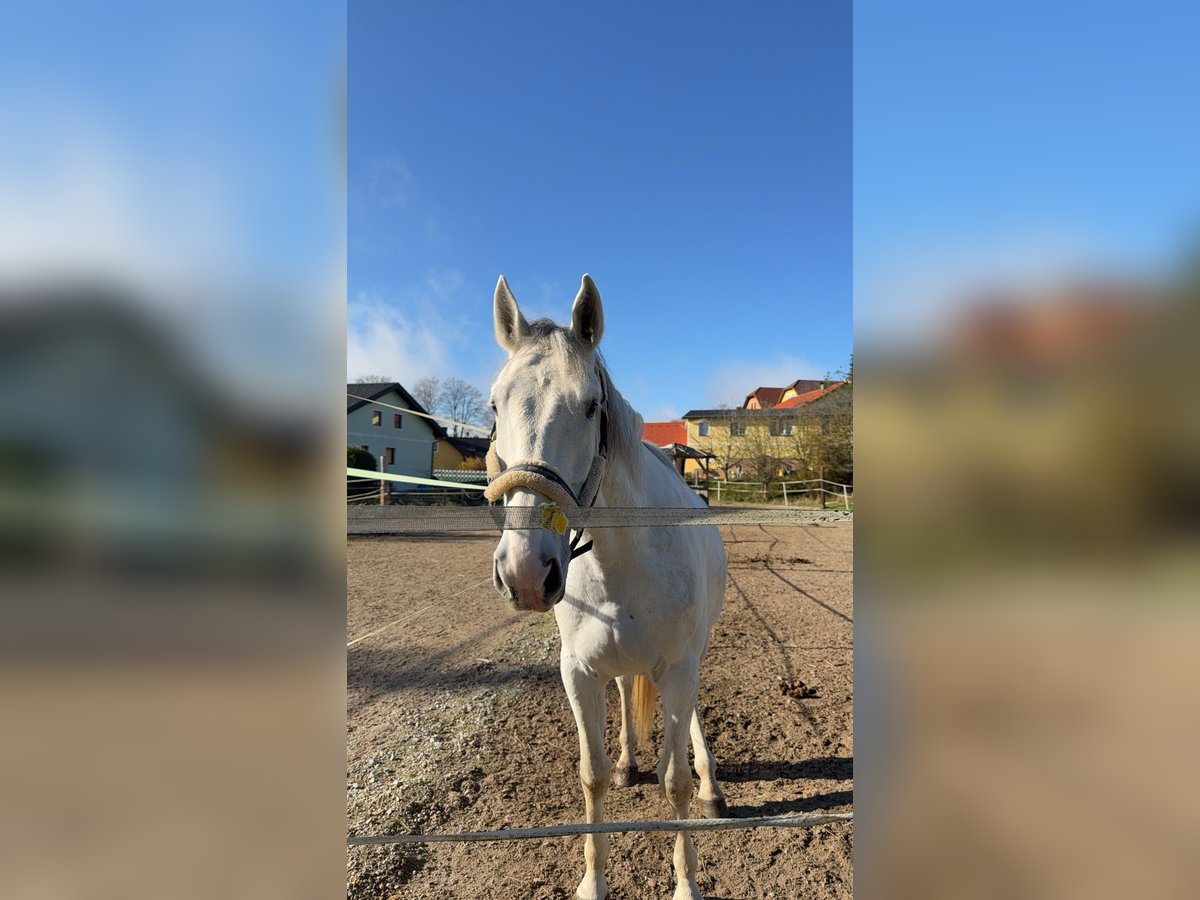Ungarisches Sportpferd Wallach 6 Jahre 170 cm Schimmel in Langschwarza