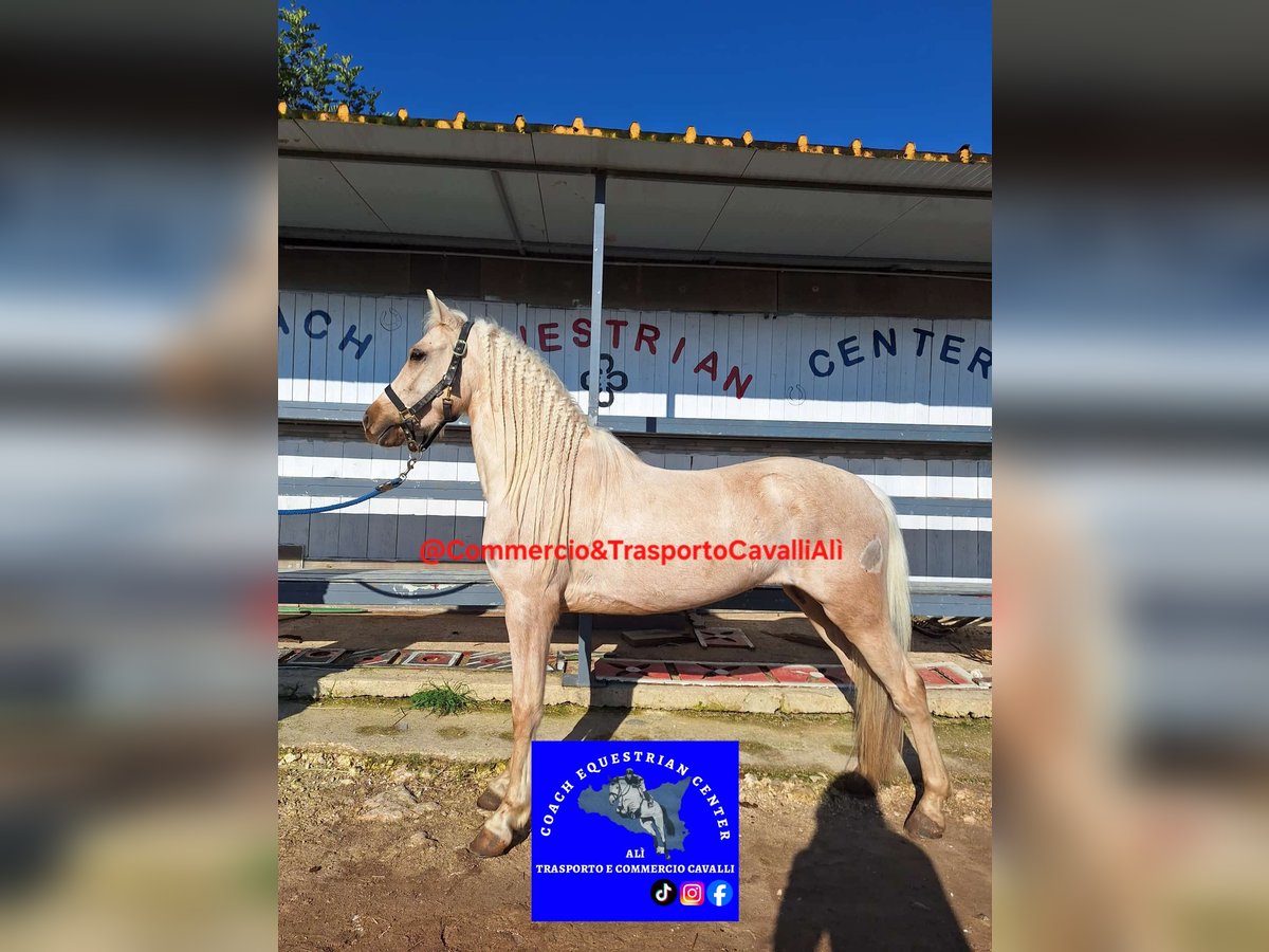 Ungarisches Sportpferd Wallach 7 Jahre 135 cm Palomino in Solarino