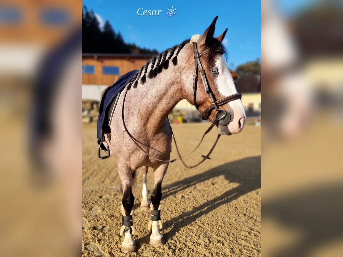 Ungarisches Sportpferd Wallach 7 Jahre 150 cm Rotschimmel in Baumgartenberg