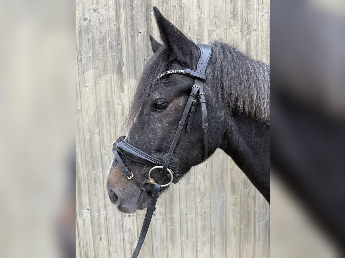 Ungarisches Sportpferd Wallach 7 Jahre 152 cm Rappschimmel in Neckargem&#xFC;nd