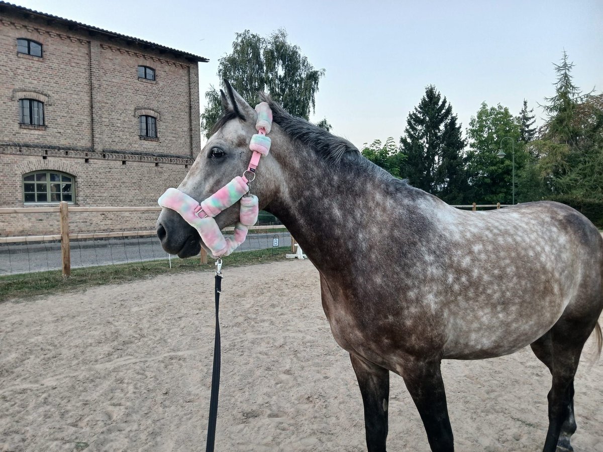 Ungarisches Sportpferd Wallach 7 Jahre 164 cm Apfelschimmel in Strasburg