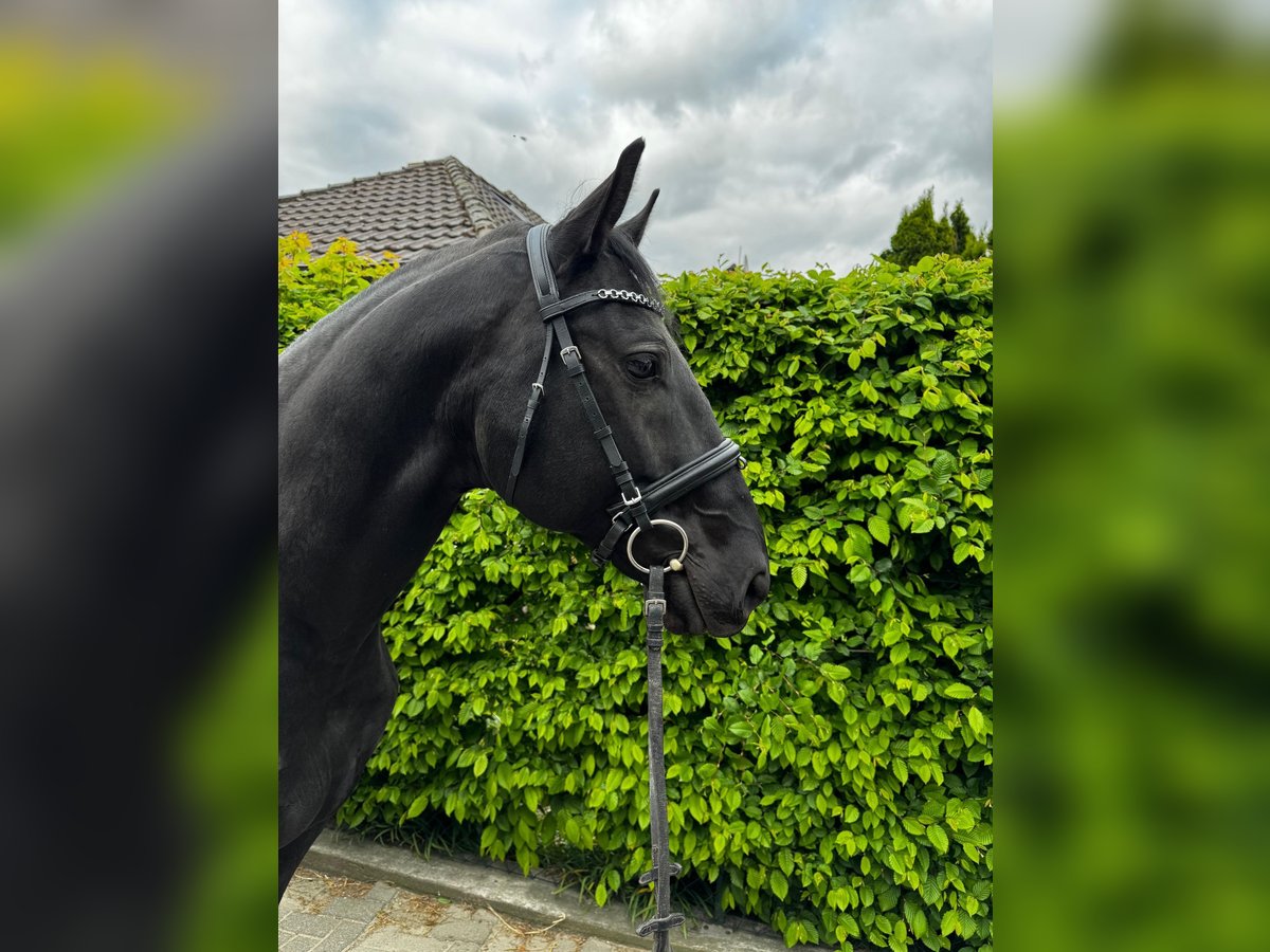Ungarisches Sportpferd Wallach 7 Jahre 164 cm Rappe in Einbeck