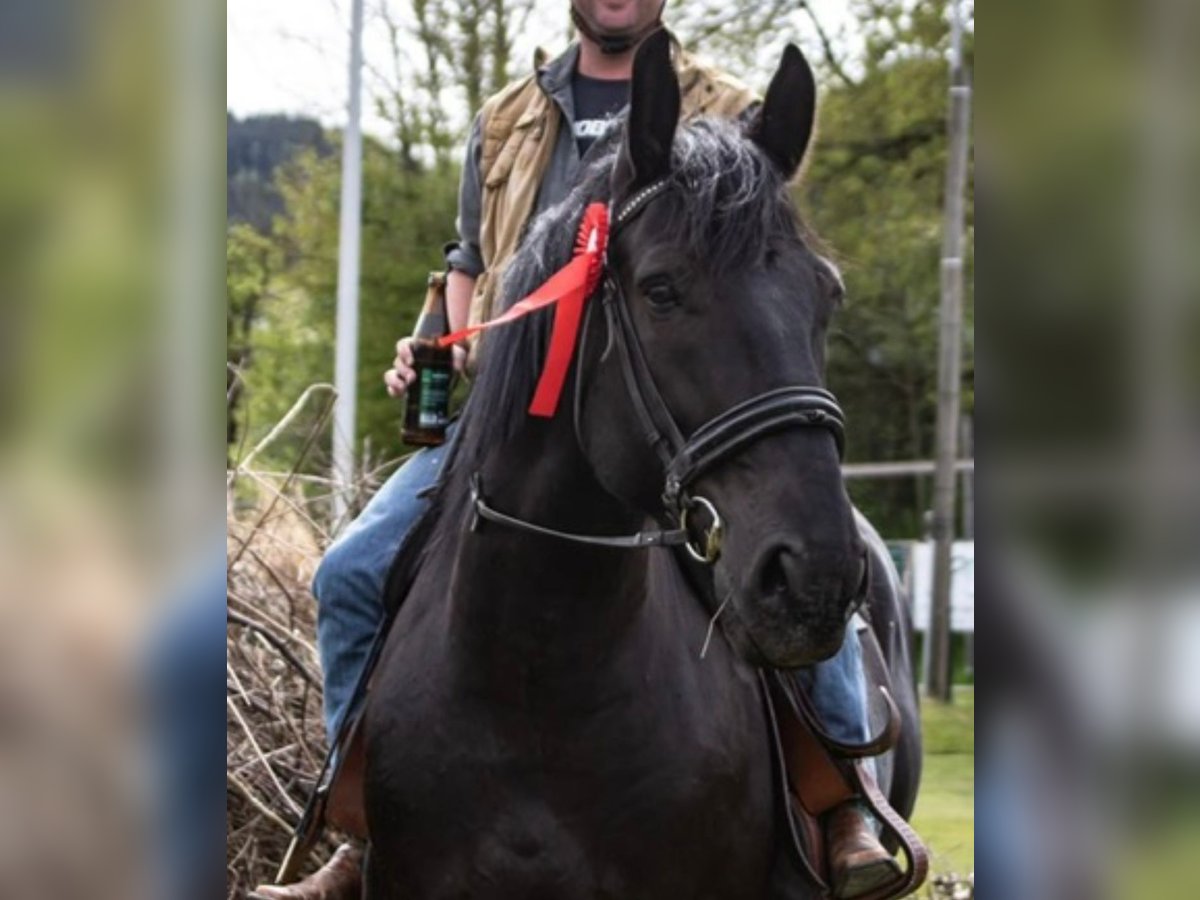 Ungarisches Sportpferd Mix Wallach 7 Jahre 164 cm Rappe in Owingen