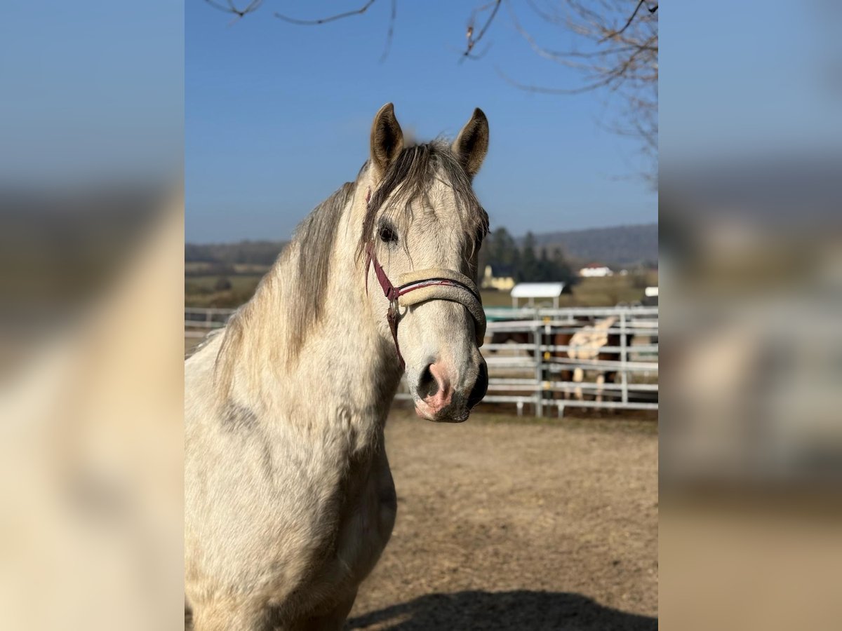 Ungarisches Sportpferd Wallach 7 Jahre 165 cm Apfelschimmel in Freiensteinau