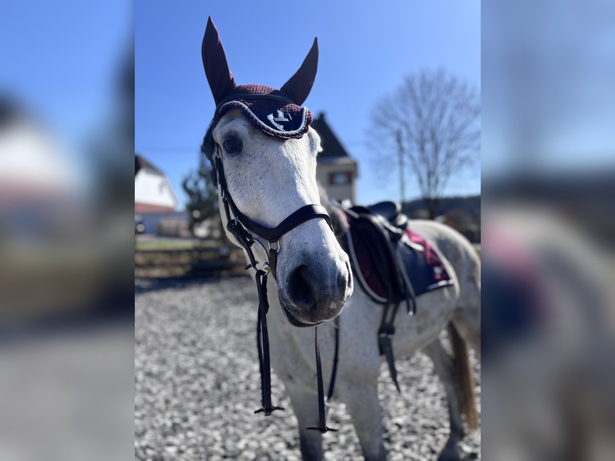 Ungarisches Sportpferd Mix Wallach 7 Jahre 165 cm Apfelschimmel in Markneukirchen