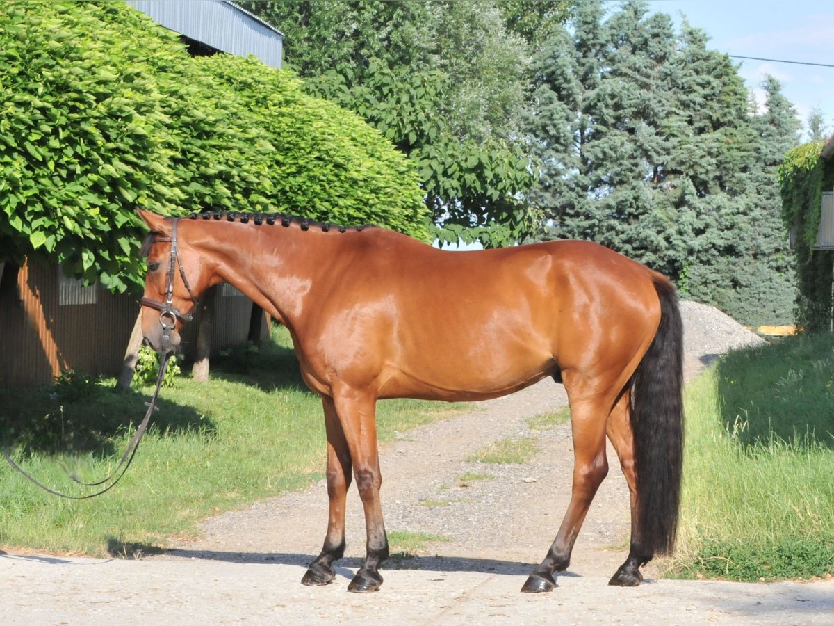Ungarisches Sportpferd Wallach 7 Jahre 167 cm Brauner in Schattendorf