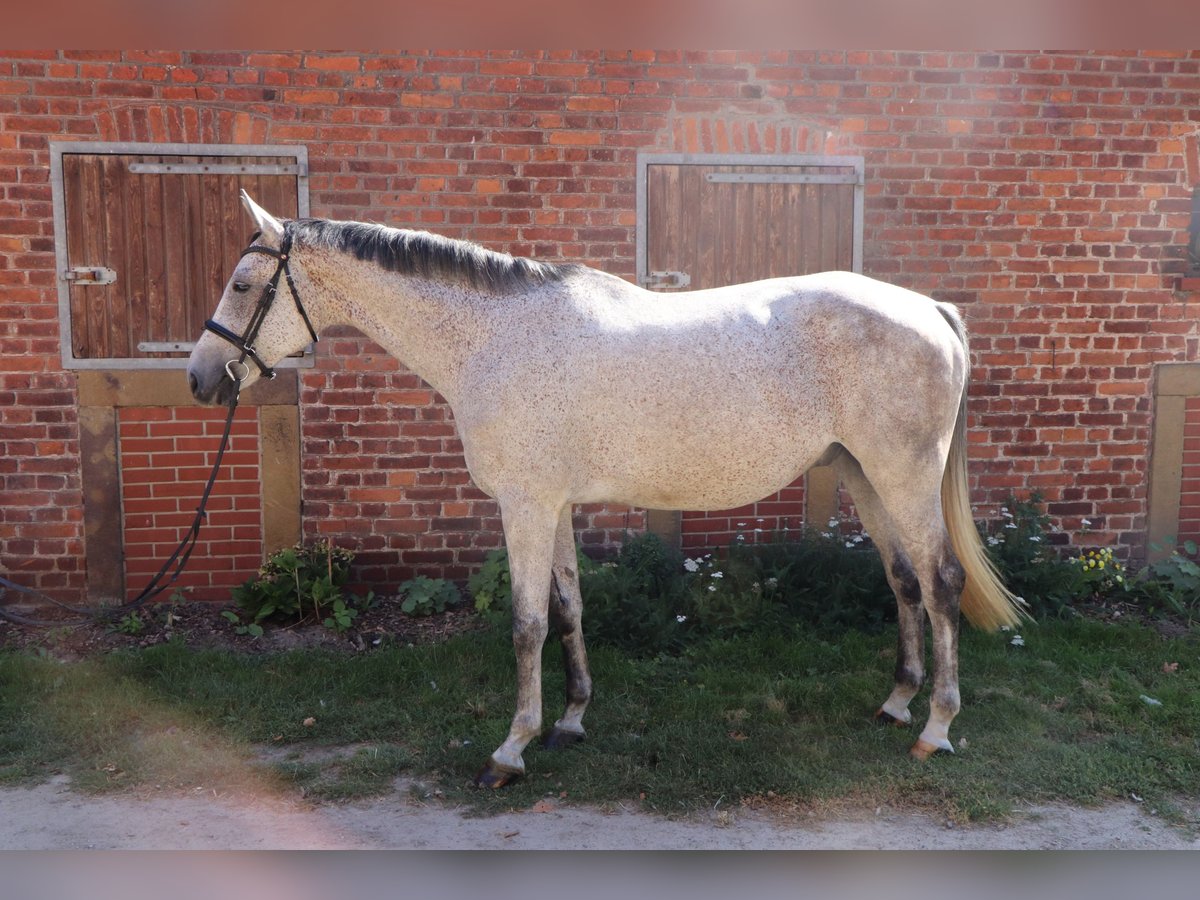 Ungarisches Sportpferd Wallach 7 Jahre 168 cm in Glandorf