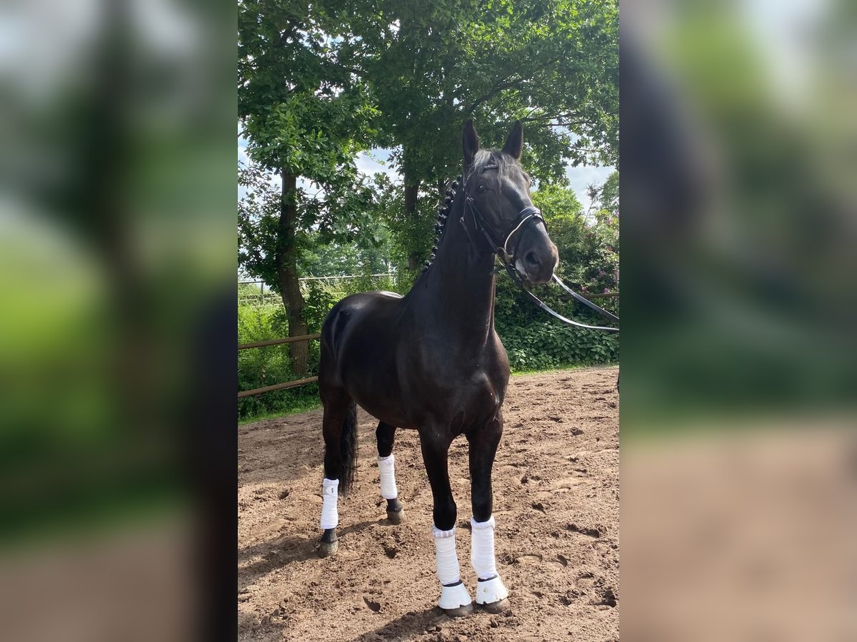 Ungarisches Sportpferd Wallach 7 Jahre 168 cm Rappe in Twist
