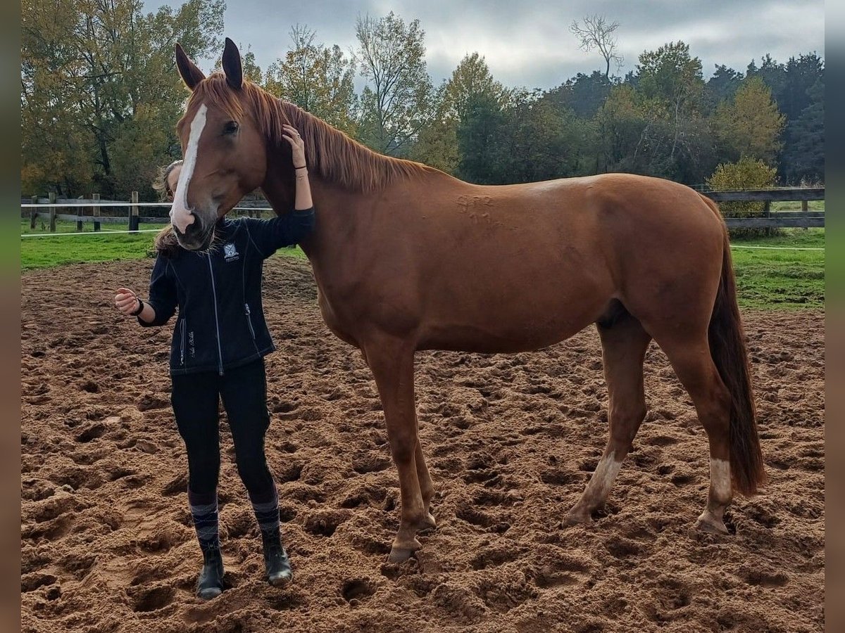 Ungarisches Sportpferd Wallach 7 Jahre 172 cm Fuchs in Leinburg