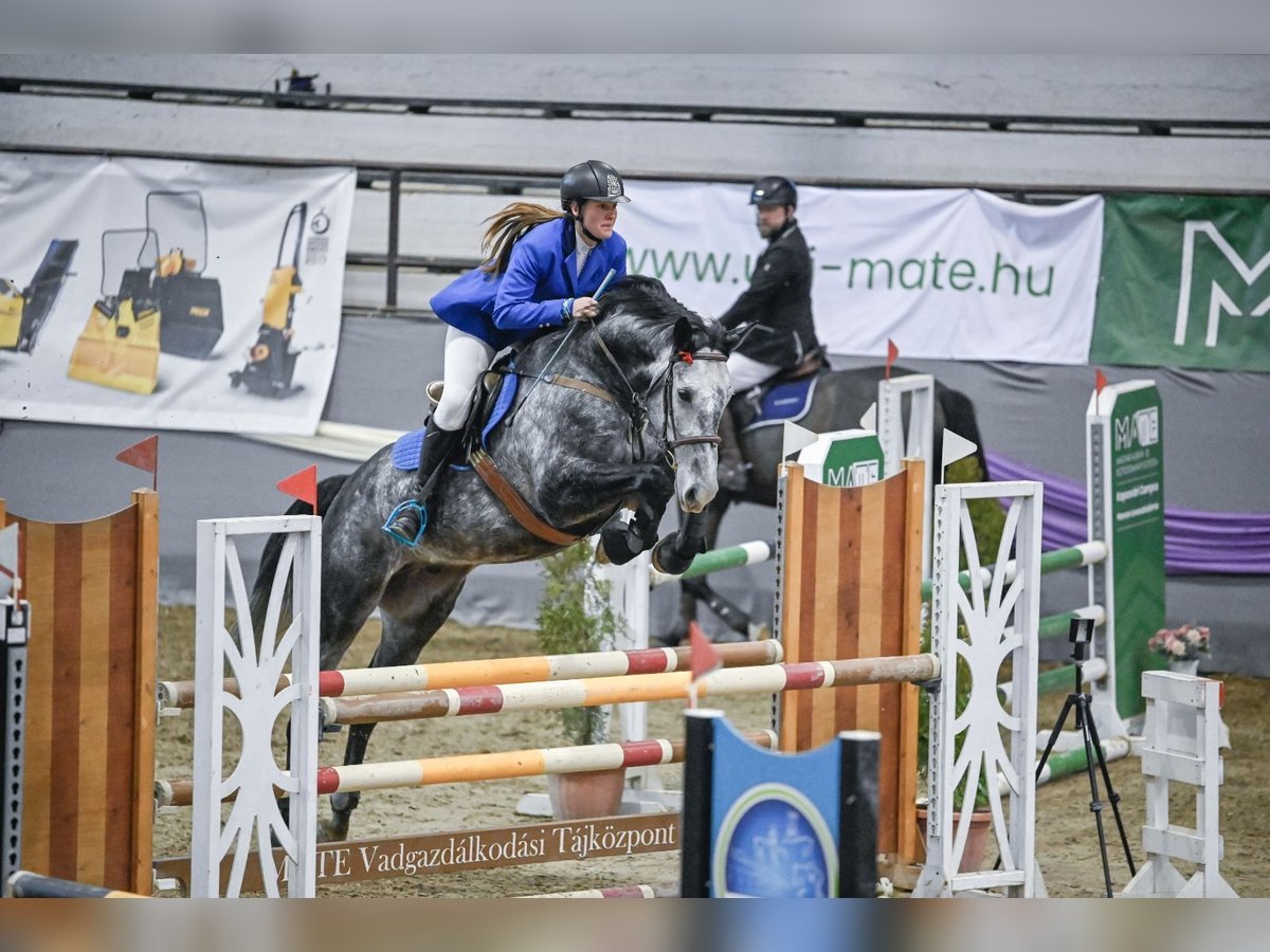 Ungarisches Sportpferd Wallach 7 Jahre 175 cm Schimmel in Pécs
