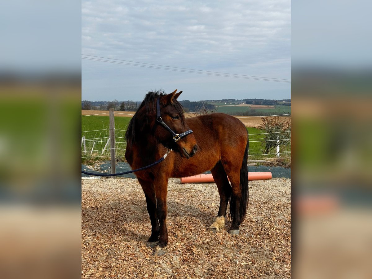Ungarisches Sportpferd Wallach 8 Jahre 148 cm Brauner in Postmünster