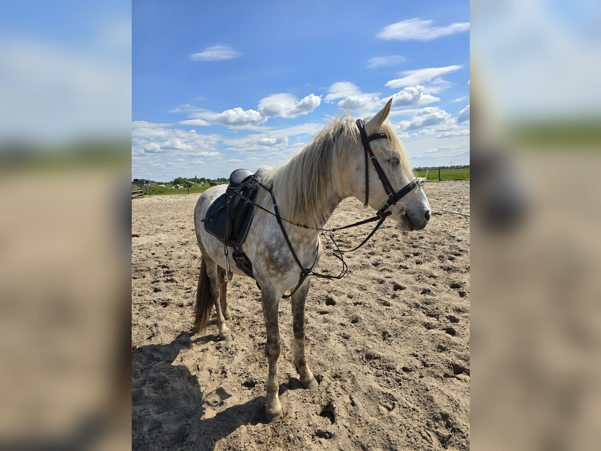 Ungarisches Sportpferd Wallach 8 Jahre 151 cm Apfelschimmel in Rouveen