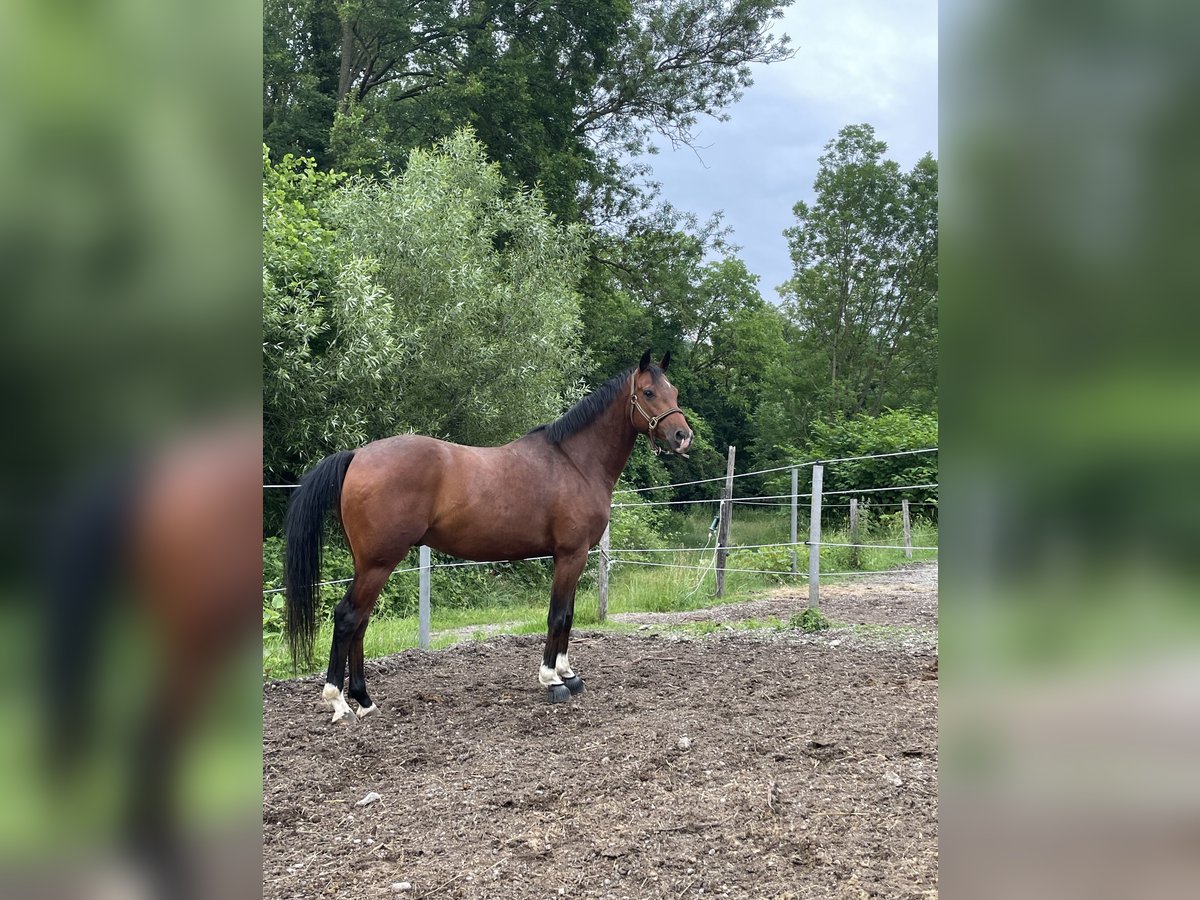 Ungarisches Sportpferd Wallach 8 Jahre 151 cm Brauner in Breitenfurt bei Wien